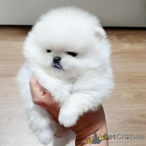 Foto №2 zu Ankündigung № 167053 zu verkaufen  - einkaufen Deutschland 