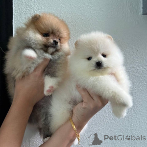 Foto №3. Szczenięta pomeraniana do adopcji.. Polen