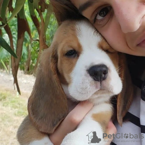 Foto №1. beagle - zum Verkauf in der Stadt Leipzig | 360€ | Ankündigung № 123804