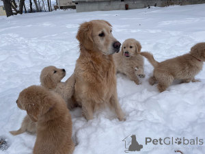 Foto №3. Entzückende Golden Retriever-Welpen bereit für ein liebevolles Zuhause. Deutschland