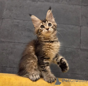 Foto №1. maine-coon-katze - zum Verkauf in der Stadt Lüneburg | 350€ | Ankündigung № 177601