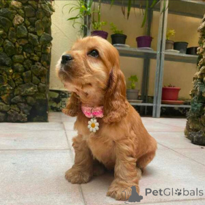 Foto №1. english springer spaniel - zum Verkauf in der Stadt Köln | verhandelt | Ankündigung № 154049