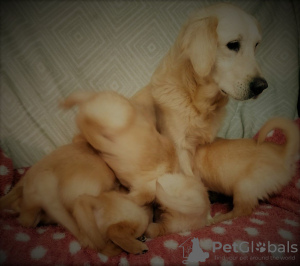 Foto №2 zu Ankündigung № 99487 zu verkaufen golden retriever - einkaufen Deutschland quotient 	ankündigung