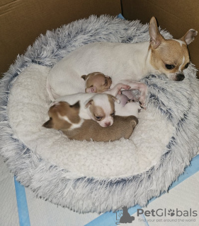 Foto №3. KC registrierte Chihuahua-Welpen. Belgien