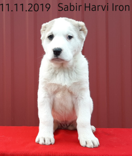 Foto №2 zu Ankündigung № 5680 zu verkaufen zentralasiatischer owtscharka - einkaufen Ukraine vom kindergarten, züchter