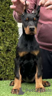 Foto №3. Dobermann-Welpen zu verkaufen. Serbien