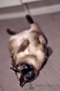 Foto №4. Ich werde verkaufen thaikatze in der Stadt St. Petersburg. quotient 	ankündigung - preis - Frei