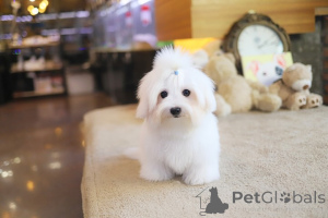 Foto №3. Dean Janet Kay Welpen Haus. USA