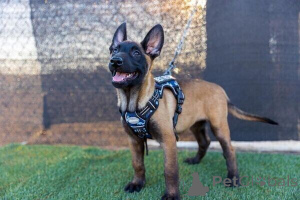 Foto №1. belgischer schäferhund - zum Verkauf in der Stadt Galaali | verhandelt | Ankündigung № 169884