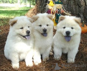 Foto №1. chow-chow - zum Verkauf in der Stadt Gyomaendrőd | verhandelt | Ankündigung № 172924