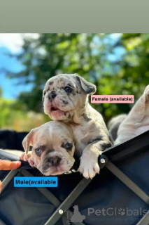 Foto №1. französische bulldogge - zum Verkauf in der Stadt Evergem | Frei | Ankündigung № 176317