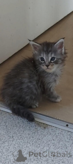 Foto №1. maine-coon-katze - zum Verkauf in der Stadt New York | 484€ | Ankündigung № 157210