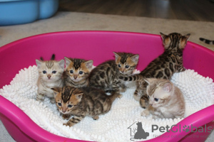 Foto №3. Geimpfte Bengalkatzen-Kätzchen stehen zur Adoption zur Verfügung. USA