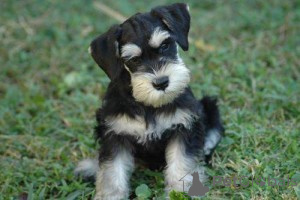 Foto №1. schnauzer - zum Verkauf in der Stadt Brno | verhandelt | Ankündigung № 170668