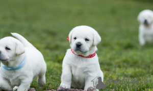 Foto №3. Eine schöne Labradora Retriever. Polen