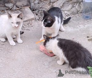 Foto №1.  - zum Verkauf in der Stadt Vladimir | Frei | Ankündigung № 146129