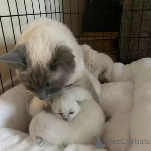 Foto №2 zu Ankündigung № 167264 zu verkaufen ragdoll-katze - einkaufen Deutschland quotient 	ankündigung