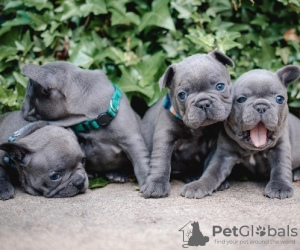 Foto №1. französische bulldogge - zum Verkauf in der Stadt Berlin | Frei | Ankündigung № 82844