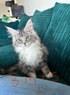 Foto №3. Maine-Coon-Kätzchen. Deutschland