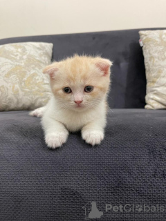 Foto №3. Kätzchen. Türkei