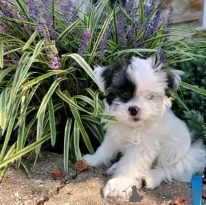 Foto №3. Entzückender Yorkshire Terrier mit Toilettendressur. Frankreich