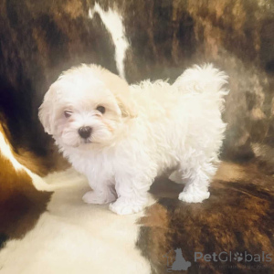 Foto №2 zu Ankündigung № 150143 zu verkaufen maltipu - einkaufen Deutschland quotient 	ankündigung, züchter