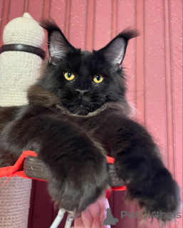 Foto №3. Kein Berg zu hoch, kein Kuschel zu klein. Jasper erobert sie alle. Dänemark