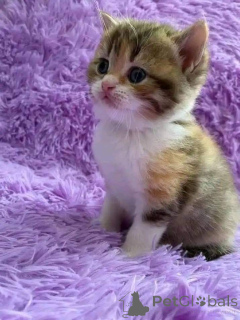 Foto №1.  - zum Verkauf in der Stadt Bække | verhandelt | Ankündigung № 161692