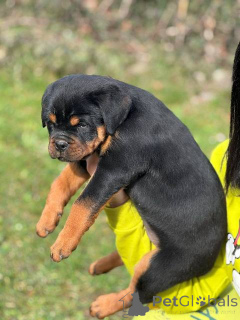 Foto №2 zu Ankündigung № 165049 zu verkaufen rottweiler - einkaufen Serbien 
