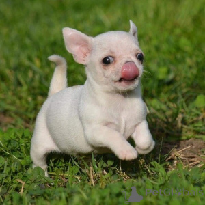 Foto №1. mischlingshund - zum Verkauf in der Stadt Schlechtes Münsteerefel | verhandelt | Ankündigung № 162228