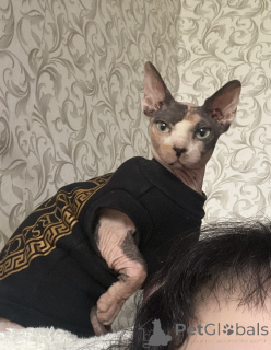 Foto №4. Ich werde verkaufen  in der Stadt Minsk. quotient 	ankündigung - preis - 47€