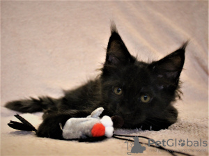 Foto №3. Maine-Coon-Katze. Russische Föderation