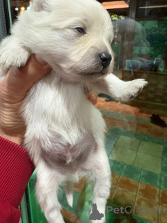 Foto №1. pommersche spitz - zum Verkauf in der Stadt Alavus | 800€ | Ankündigung № 160640