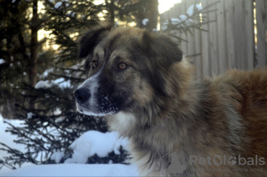 Foto №2 zu Ankündigung № 9541 zu verkaufen mischlingshund - einkaufen Russische Föderation aus dem tierheim