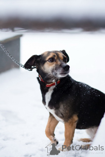 Foto №1. mischlingshund - zum Verkauf in der Stadt St. Petersburg | Frei | Ankündigung № 162858