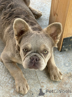 Foto №1. französische bulldogge - zum Verkauf in der Stadt Belgrad | 2500€ | Ankündigung № 154876