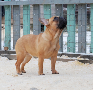 Foto №1. französische bulldogge - zum Verkauf in der Stadt Moskau | 438€ | Ankündigung № 4449