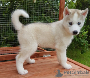 Foto №2 zu Ankündigung № 115603 zu verkaufen siberian husky - einkaufen Niederlande züchter