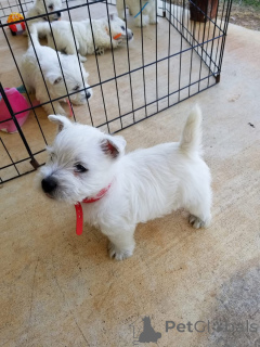 Foto №2 zu Ankündigung № 150507 zu verkaufen west highland white terrier - einkaufen Großbritannien züchter