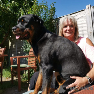 Foto №1.  - zum Verkauf in der Stadt Dubrovnik | verhandelt | Ankündigung № 163409