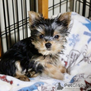 Foto №2 zu Ankündigung № 133371 zu verkaufen yorkshire terrier - einkaufen Deutschland quotient 	ankündigung