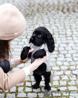 Foto №2 zu Ankündigung № 159564 zu verkaufen english cocker spaniel - einkaufen Deutschland quotient 	ankündigung