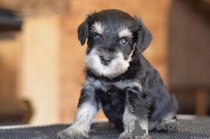 Foto №4. Ich werde verkaufen schnauzer in der Stadt Riga. züchter - preis - verhandelt