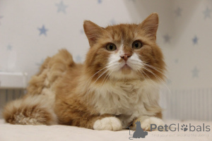 Foto №2 zu Ankündigung № 139192 zu verkaufen  - einkaufen Weißrussland aus dem tierheim