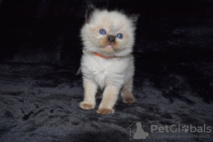 Foto №2 zu Ankündigung № 121794 zu verkaufen ragdoll-katze - einkaufen Spanien quotient 	ankündigung, züchter