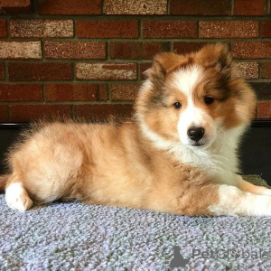 Foto №2 zu Ankündigung № 164897 zu verkaufen shetland sheepdog - einkaufen Belgien quotient 	ankündigung, züchter