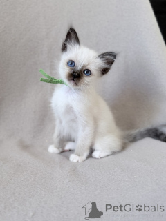 Foto №1. ragdoll-katze - zum Verkauf in der Stadt Brüssel | Frei | Ankündigung № 171410