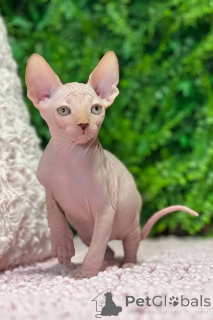 Foto №2 zu Ankündigung № 173292 zu verkaufen sphynx-katze - einkaufen Polen quotient 	ankündigung, züchter