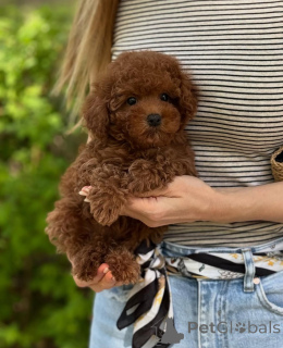 Foto №1.  - zum Verkauf in der Stadt Vienna | 400€ | Ankündigung № 140245