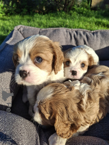 Foto №4. Ich werde verkaufen amerikanischer cocker spaniel, english cocker spaniel, english springer spaniel, welsh springer spaniel, irish water spaniel, perro de agua español, mastín español, cavalier king charles spaniel, cavalier king charles spaniel, clumber spaniel, russian spaniel, tibet-spaniel in der Stadt Riga. quotient 	ankündigung, vom kindergarten, züchter - preis - 1100€